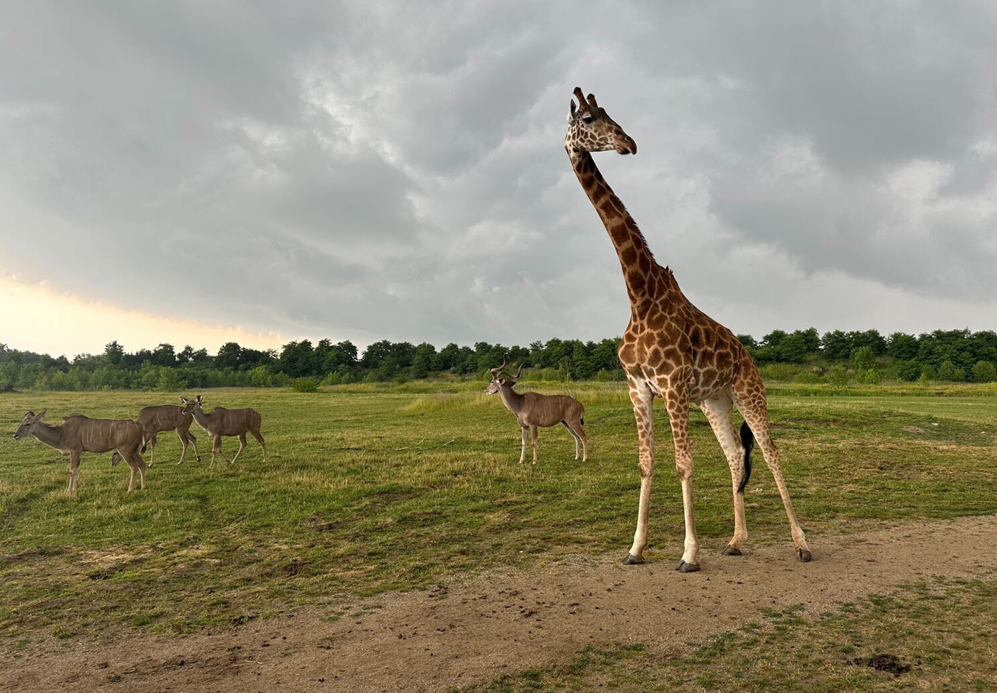 Columbus Zoo & Aquarium: Tips for Beating the Crowds and Seeing It All